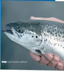  ??  ?? Image: Loch Duart salmon