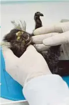  ?? AFP PIC ?? A veterinari­an examining a monkey carcass in Rio de Janeiro recently.