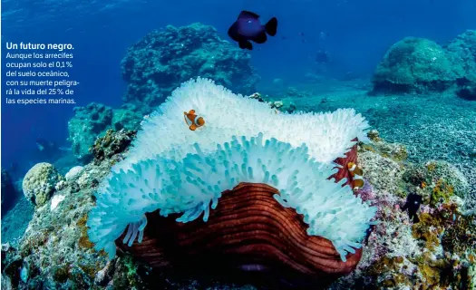  ??  ?? Un futuro negro. Aunque los arrecifes ocupan solo el 0,1 % del suelo oceánico, con su muerte peligrará la vida del 25 % de las especies marinas.