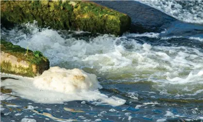  ?? Photograph: Maureen McLean/Rex/Shuttersto­ck ?? Pollution in Berkshire’s Jubilee River.