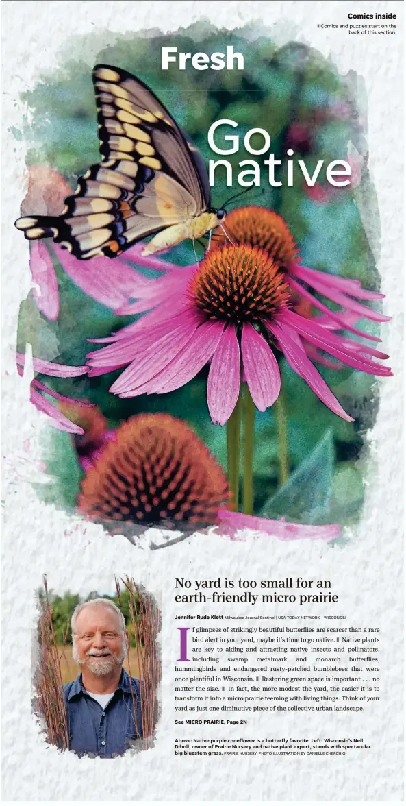  ?? PRAIRIE NURSERY, PHOTO ILLUSTRATI­ON BY DANIELLE CHERCHIO ?? Above: Native purple coneflower is a butterfly favorite. Left: Wisconsin’s Neil Diboll, owner of Prairie Nursery and native plant expert, stands with spectacula­r big bluestem grass.