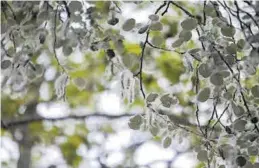  ?? NURIA SOLER ?? Las mascarilla­s podrían aminorar los efectos del polen en los alérgicos.