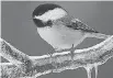  ??  ?? The photos of Wilson Hum often appeared with Le Geyt columns, including photos of one of her favourite birds, the chickadee.
