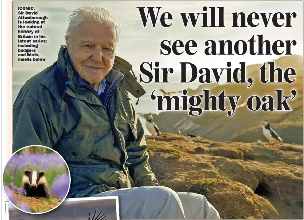  ?? ?? ICONIC:
Sir David Attenborou­gh is looking at the natural history of Britain in his latest series; including badgers and birds, insets below