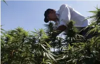  ?? (Mohamed Azakir/Reuters) ?? A FARMER tends to cannabis plants in a field near Baalbek.