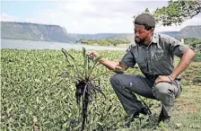  ?? PAKKIES African News Agency (ANA) TUMI ?? MSINSI Reserve Manager Khaya Ncube explains how the rapid hyacinth growth is caused by pollution, waste and sewage flowing into the water and acting as nutrients. |