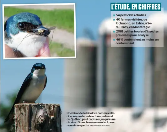  ?? PHOTOS COURTOISIE ?? Une hirondelle bicolore comme celleci, aperçue dans des champs du sud du Québec, peut capturer jusqu’à une dizaine d’insectes en un seul vol pour nourrir ses petits.