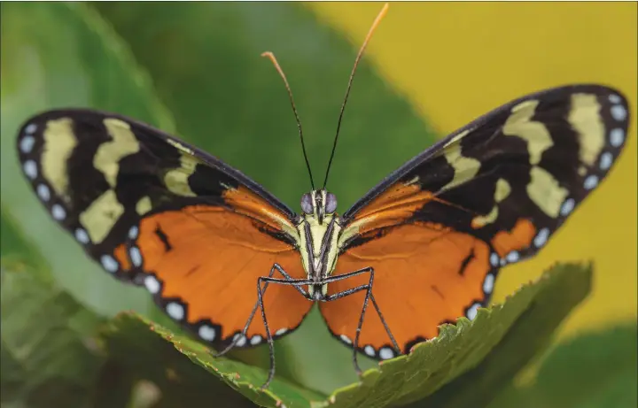  ?? ?? An orange-spotted tiger clearwing butterfly as seen in “A Real Bug’s Life”