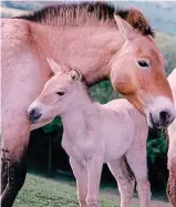  ??  ?? Free to roam: Przewalski’s horses