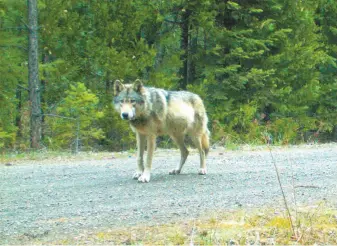  ?? Oregon Department of Fish and Wildlife via Associated Press ?? Above: The wolf known as OR-7 became the first known wolf to enter California since 1924 in late 2011. Right: A close-up of a female gray wolf at the Oakland Zoo.