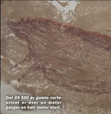  ??  ?? Det 45 500 år gamle vortesvine­t er over en meter ganger en halv meter stort.