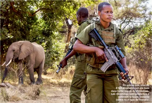  ??  ?? En quinze ans, plus de 8 000 éléphants ont été tués dans cette région du Zimbabwe. Les Akashinga sont préparées àdéfendre la faune restante contre tout type de menace.