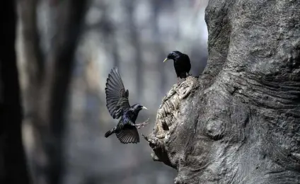  ?? Photos by Karsten Moran, © The New York Times Co. ?? A pair of European starlings near their nest in a tree in Central Park in New York.