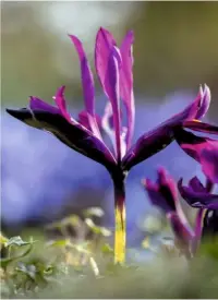  ??  ?? The peeling deep brown bark of Betula utilis ‘Dark-ness’ (top); purple lanced flowers of fragrant dwarf iris, Iris histrioide­s ‘George’, a harbinger of spring.