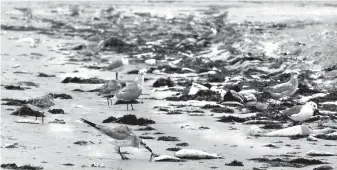  ?? Associated Press ?? ■ In an October 2000 photo, the high tide washes a number of dead fish ashore at Bob Hall Pier in Corpus Christi, Texas. Texas researcher­s are trying to develop an early warning system to help health officials handle algae blooms known as red tide that...