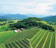  ??  ?? TesoroI trenta ettari di vigneti di Alturis sono sulle colline alle porte di Cividale del Friuli