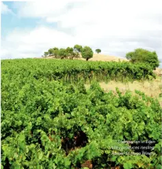  ??  ?? Steingarte­n in Eden Valley produces riesling. Above: St Hugo Winery