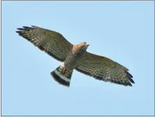  ?? COURTESY OF BILL MOSES ?? The broad-winged hawk flights were exceptiona­l this past fall with four days in a row of numbers surpassing 2,000each day.