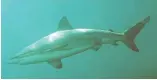  ?? KENDALL CLEMENTS ?? Bronze whaler sharks are a relatively common sight around New Zealand during the summer but attacks are incredibly rare. Phillipa Cameron said yesterday’s sighting caused some excitement for her and her children Harris, 11, Lewis, 8, and Lily, 5.