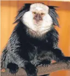  ??  ?? Marmoset George