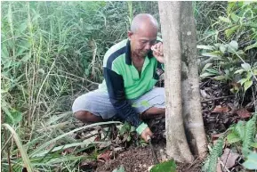 Hasil gambar untuk tanaman obat dari hutan kalimantan