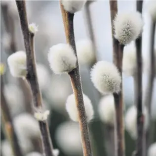  ?? Ute Woltron ?? Palmkätzch­en, die erste Nahrung für Bienen nach dem langen Winter.