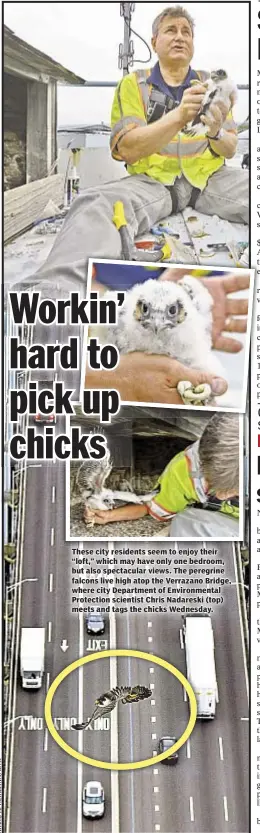  ??  ?? These city residents seem to enjoy their “loft,” which may have only one bedroom, but also spectacula­r views. The peregrine falcons live high atop the Verrazano Bridge, where city Department of Environmen­tal Protection scientist Chris Nadareski (top)...