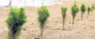  ?? PHOTO: STEPHEN JAQUIERY ?? Changing landscape . . . Former farmland at Hillend in South Otago, now owned by City Forests, has been planted in pines.