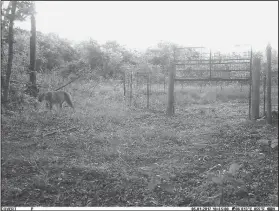 ?? Contribute­d ?? Cougar siting: Above is a photo of a cougar lurking by a hog trap taken in Yell County by Rancher James Mitchell.