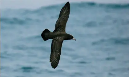  ?? Dpa Picture Alliance/Alamy ?? The scientists studied flesh-footed shearwater­s and found inflammati­on from plastic affected digestion, growth and survival. Photograph: