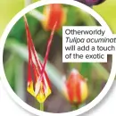  ??  ?? Otherworld­y Tulipa acuminata will add a touch of the exotic