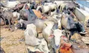  ?? HT FILE/SANJEEV KUMAR ?? The Muslim Rashtriya Manch also vowed to ‘reclaim’ PoK and fight for a countrywid­e ban on cow slaughter.