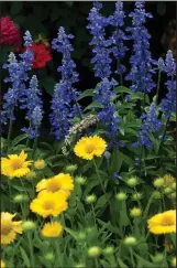  ?? (TNS/Norman Winter) ?? Heat It Up Yellow Blanket flower, Unplugged So Blue salvia and Knock Out Rose create a three-part harmony, or triadic harmony in the world of color.