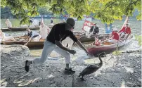  ?? STEVE PARSONS THE ASSOCIATED PRESS ?? Swan Uppers try to capture a swan and it's Cygnets on the River Thames near Windsor, England, during Swan Upping Tuesday.