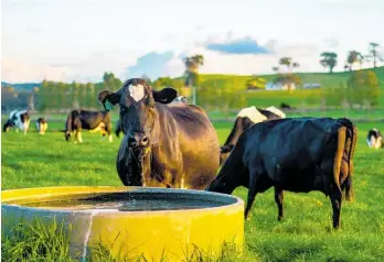  ?? ?? While farmgate returns look rosy, the dairy sector still faces headwinds, says Bayleys’ Nick Hawken.