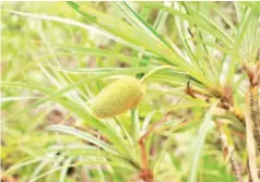  ?? (Photo: Suzana Sabran). ?? A Sabah endemic screwpine, Pandanus motleyanus, with potential as ornamental plant