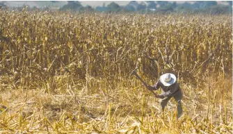  ?? CUARTOSCUR­O ?? Internacio­nal de Desarrollo Agrícola (FIDA) prestó 38.5 mdd El Fondo