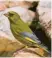  ?? Fotos: Zdenek Tunka, lbv ?? Grünfinken haben ein grün-gelbes Gefieder. Hier: ein Männchen.