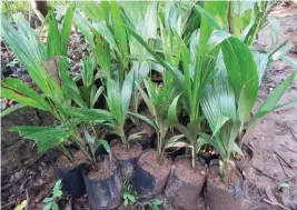  ??  ?? These young seedlings of dwarf coconut should be grown into large planting materials before planting in the field.