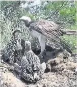  ??  ?? Lassie with her two chicks.