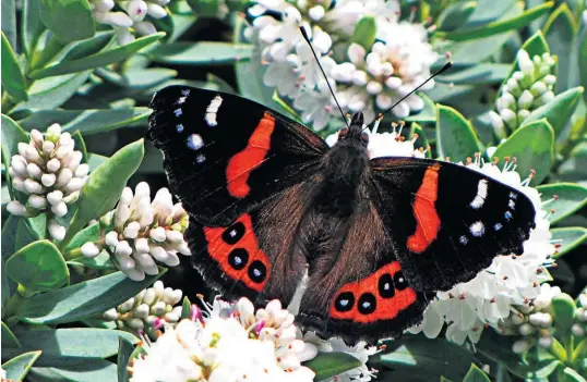  ?? BAY OF PLENTY TIMES ?? A white hebe proves irresistib­le to a passing red admiral butterfly.