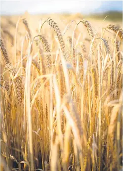  ?? Picture: Getty Images/iStockphot­o ?? Barley in the Black Isle. A new study is looking at producing a variety of naked barley which is adapted to the UK climate.