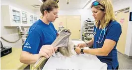  ?? JACOB LANGSTON/ORLANDO SENTINEL ?? Veterinari­an Lara Croft, (right) and Laura Dray, senior aviculturi­st, (left), treat an injured brown pelican at SeaWorld Orlando in 2017.