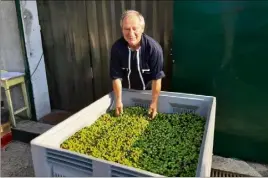  ?? (Photos C. B.) ?? Gérard Baussy reçoit les olives des oliveraies environnan­tes.