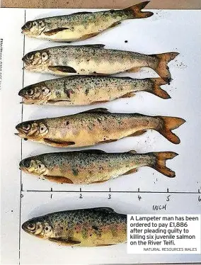  ?? NATURAL RESOURCES WALES ?? A Lampeter man has been ordered to pay £1,886 after pleading guilty to killing six juvenile salmon on the River Teifi.