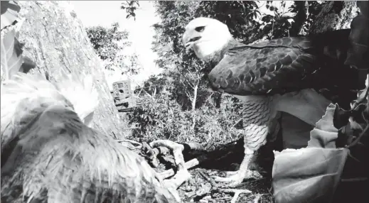  ??  ?? Harpy eagles are considered by many to be among the planet’s most spectacula­r birds (Everton Miranda/ University of KwaZulu-Natal photo )