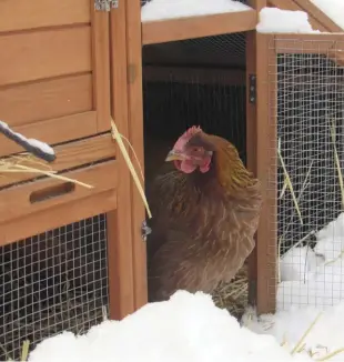  ??  ?? Even in winter, hens need to get out and stretch their legs, so be sure to clear a path when snow falls.