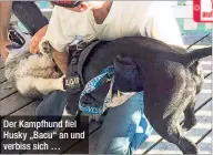  ??  ?? Der Kampfhund fiel Husky „Bacu“an und verbiss sich …