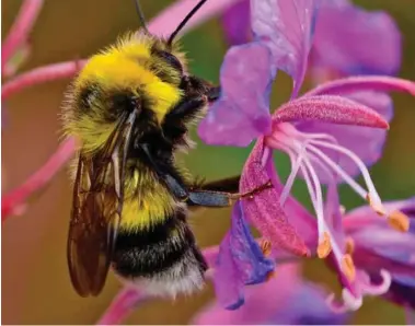  ?? FOTO: NTB SCANPIX ?? For å bekjempe tap av habitater, kan vi verne og bevare mere villmarkss­kog og havområder, skriver innsendere­n.