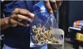  ?? Photograph: Richard Vogel/AP ?? A vendor packages psilocybin mushrooms at a cannabis market in Los Angeles.